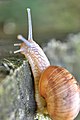 Lumaca (Helix pomatia) - Roman snail, Gerenzano, Italia, 09.2018 (6).jpg