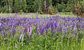* Nomination Large-leaved Lupine -- George Chernilevsky 19:54, 30 May 2015 (UTC) * Promotion Good quality.--PIERRE ANDRE LECLERCQ 20:33, 30 May 2015 (UTC)