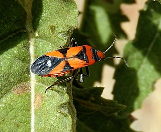 <i>Lygaeus analis</i> Species of true bug