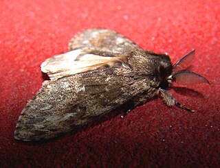 <i>Lymantria serva</i> Species of moth