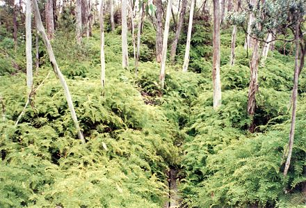 Snow Gums and ferns on the Lyrebird Walk