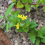 Lysimachia nemorum (Lysimachia azorica) - IMG 8710. 
 JPG