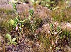 Lythrum hyssopifolia (Ysopblättriger Weiderich) [A]