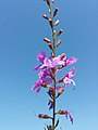 Inflorescence