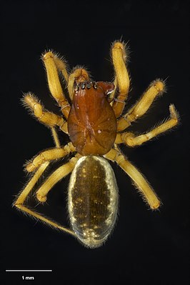 Haplinis morainicola