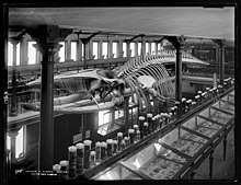 Fin whale collected by Captain William Jackson Barry, displayed in Otago Museum