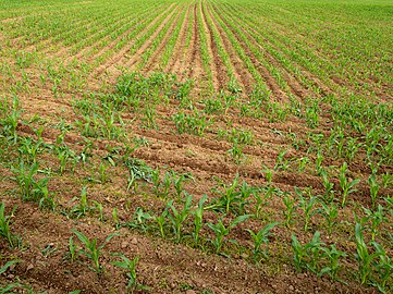 Maize field, Fenais da Luz, São Miguel Island, Azores, Portugal