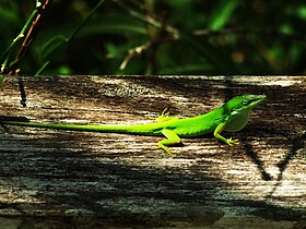 Male Anolis carolinensis - more contrast.jpg