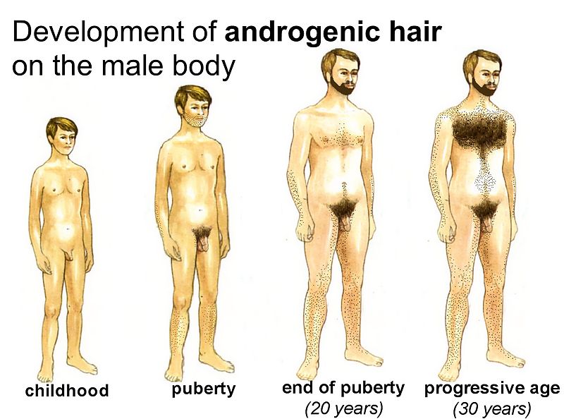 File:Malepuberty.jpg