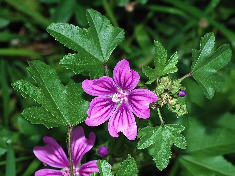 MAUVE SYLVESTRE en vrac (Malva sylvestris)