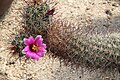 Mammillaria hutchisoniana ssp. hutchisoniana