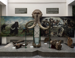 Mammoth in Institute of Nature Conservation of Vojvodina Province