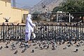 Man feeding pigeons, Amber, Jaipur, 20191219 1120 9617.jpg