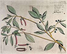 Mangrove plant (Bruguiera cylindrica Blume); branch with flo Wellcome V0042663.jpg