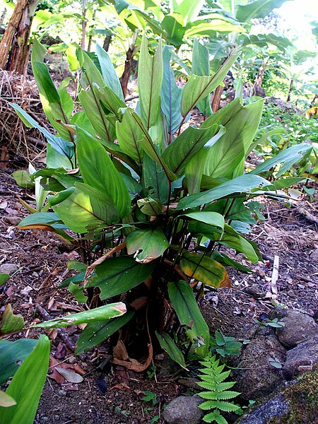 File:Maranta arundinacea (Dictame).jpg