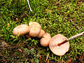 Mycetinis scorodonius sin. Marasmius scorodonius