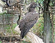 Eagle, Martial Polemaetus bellicosus
