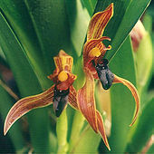 Flowers of a species of Maxillaria