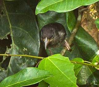 <span class="mw-page-title-main">Maxwell's black weaver</span> Species of bird