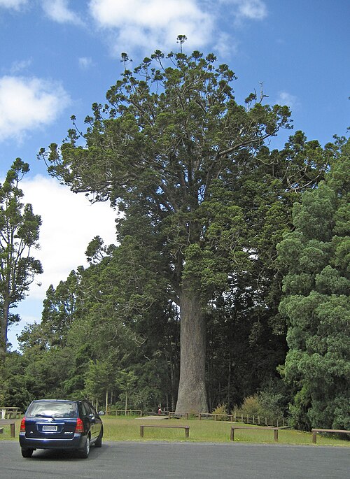 The Warkworth area was a kauri-dominated forest until the mid-19th century. Some remnant kauri trees can be found at Parry Kauri Park