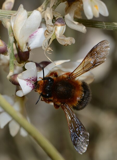 Tập_tin:Megachile_sicula_female_2.jpg