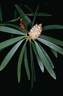 <i>Melaleuca cornucopiae</i> Species of shrub