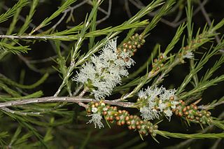 <i>Melaleuca densispicata</i> Species of flowering plant