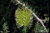 Melaleuca diosmifolia