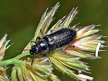 Melyridae - Enicopus pilosus.JPG