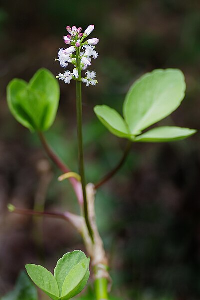 File:MenyanthesTrifoliata1.jpg