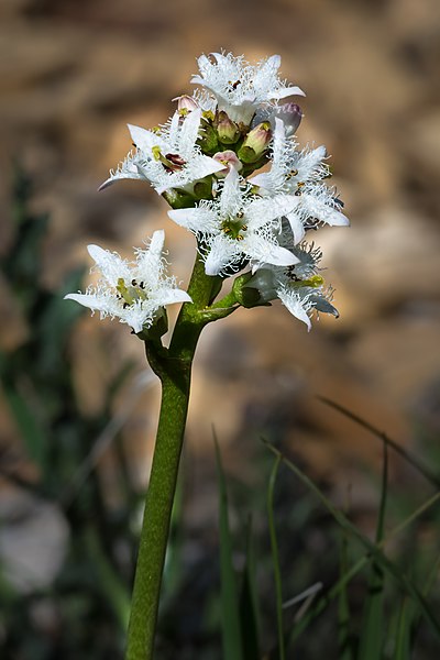 File:Menyanthes trifoliata Spechtensee 01.JPG