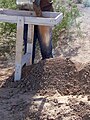 A member of the Southwest Archaeology Team pours excavated matrix into a sifting frame.