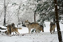 Mexican Wolf Pack (12033414114).jpg