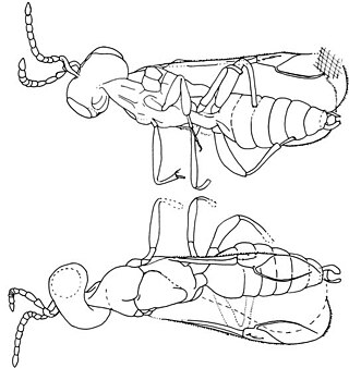 <i>Microcostaphron</i> Extinct genus of wasps