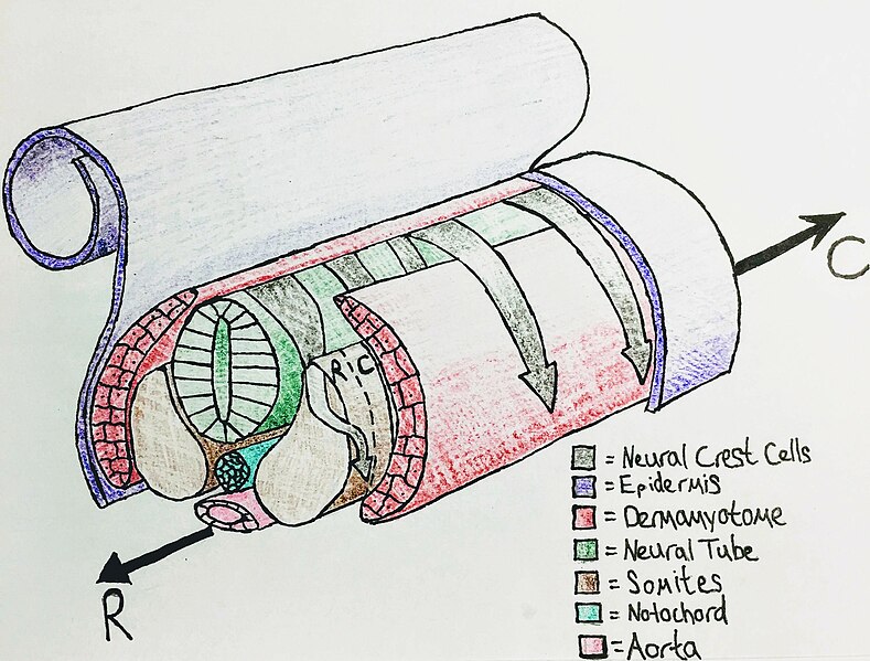 File:Migration of Neural Crest Cells (v2).jpg