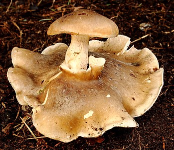 Clitocybe nebularis (Clouded Agaric)