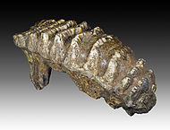 Molar of Stegodon trigonocephalus