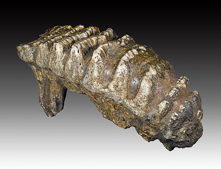 Stegodon trigonocephalus - Molar
