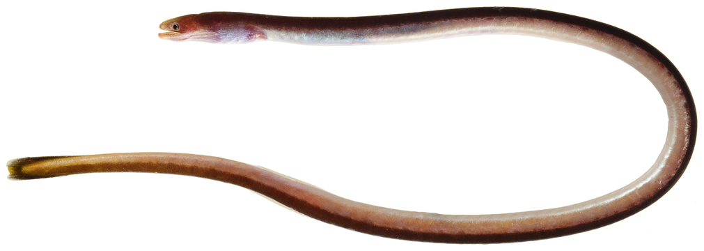 Moringua edwardsi, a Moringuidae