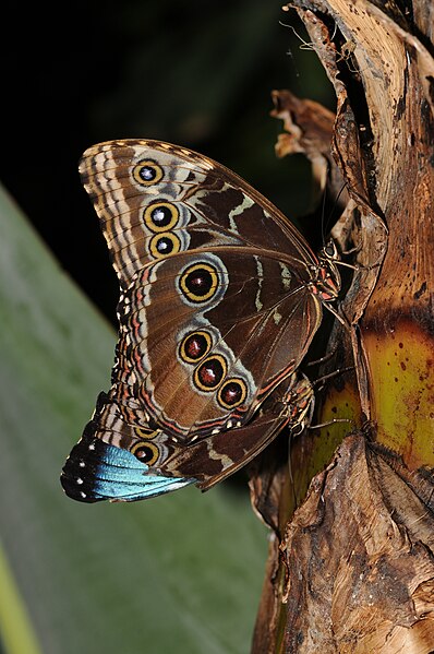 File:Morpho peleides 1.jpg