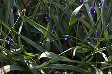 Muscari aucheri 03.jpg