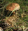 Čeština: Přírodní památka Na skalách nedaleko Rabštejnské Lhoty v okrese Chrudim English: Nature Monument Na skalách near Rabštejnská Lhota in Chrudim District