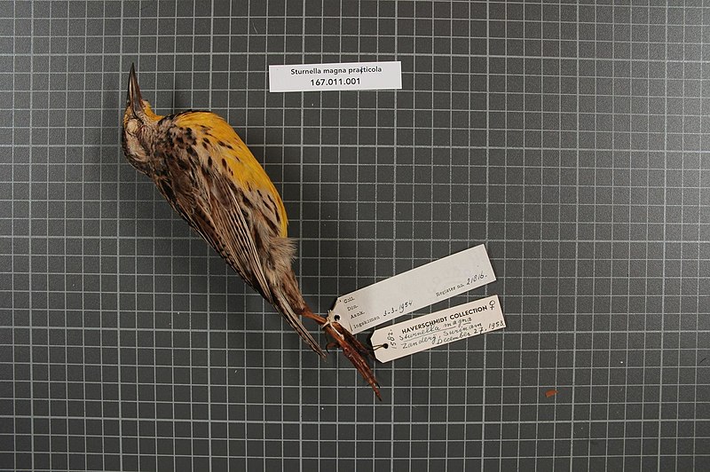 File:Naturalis Biodiversity Center - RMNH.AVES.21816 1 - Sturnella magna practicola Chubb, 1921 - Icteridae - bird skin specimen.jpeg