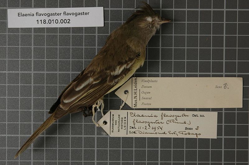 File:Naturalis Biodiversity Center - RMNH.AVES.21857 1 - Elaenia flavogaster flavogaster (Thunberg, 1822) - Tyrannidae - bird skin specimen.jpeg