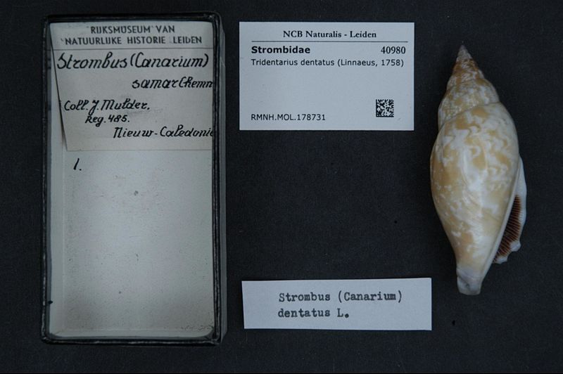 File:Naturalis Biodiversity Center - RMNH.MOL.178731 - Tridentarius dentatus (Linnaeus, 1758) - Strombidae - Mollusc shell.jpeg