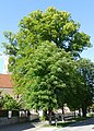 Deutsch: Naturdenkmal 72 „2 Sommerlinden am Friedhofseingang“, Forstinning, Landkreis Ebersberg