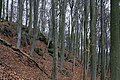 Čeština: Přírodní rezervace Grabla poblíž obce Krhanice v okrese Benešov, kraj Středočeský, Česko English: Nature reserve Grabla near Krhanice village in Benešov District, Czech republic Camera location 49° 52′ 47.59″ N, 14° 34′ 08.84″ E    View all coordinates using: OpenStreetMap