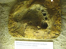 http://upload.wikimedia.org/wikipedia/commons/thumb/0/09/Neanderthal_Foot_Print.jpg/220px-Neanderthal_Foot_Print.jpg