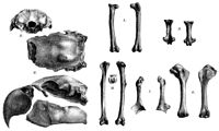 Skull and limb bones