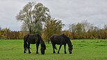 Friese paarden op de Biesweerd